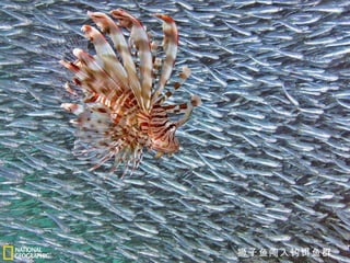 狮子鱼闯入钓饵鱼群 