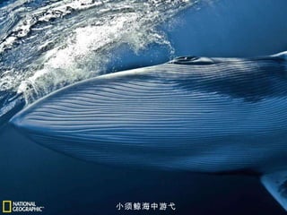 小须鲸海中游弋 