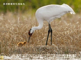 美洲鹤哺育饥饿雏鸟 
