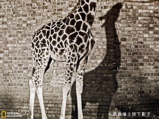 长颈鹿墙上投下影子 