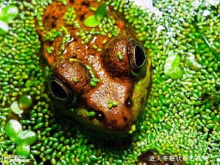 进入冬眠状态的林蛙 