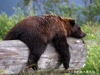 大灰熊趴圆木晒太阳 