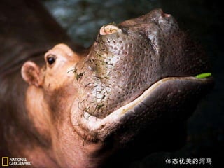 体态优美的河马 