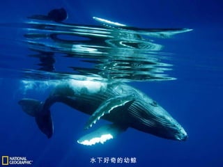 水下好奇的幼鲸 