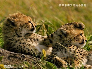 两只亲密无间的小猎豹 