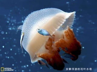 安静浮游的花叶水母 