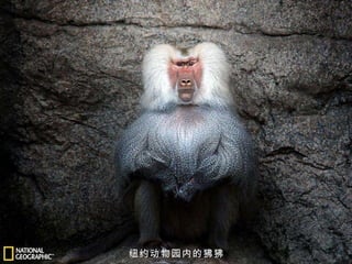 纽约动物园内的狒狒 