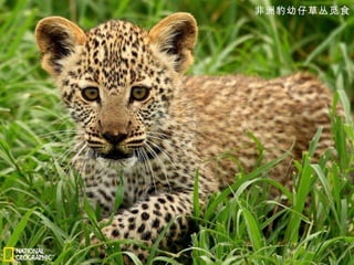 非洲豹幼仔草丛觅食 
