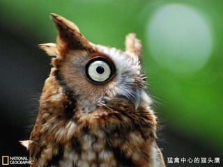 猛禽中心的猫头鹰 