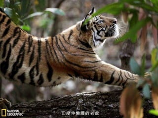 印度伸懒腰的老虎 