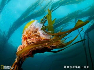 狮鬃水母藻叶上休息 