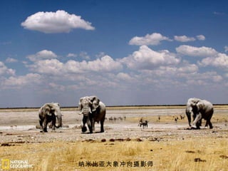 纳米比亚大象冲向摄影师 