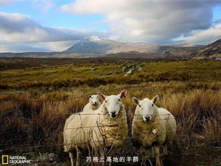 苏格兰高地的羊群 