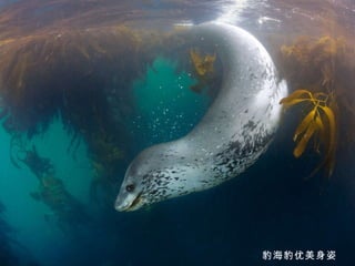 豹海豹优美身姿 