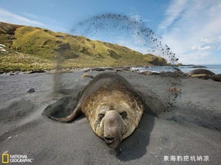 象海豹挖坑纳凉 