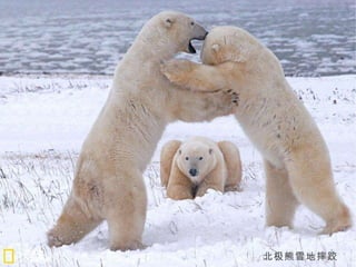 北极熊雪地摔跤 