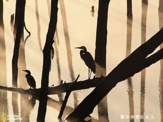 雾中休憩的鸟儿 