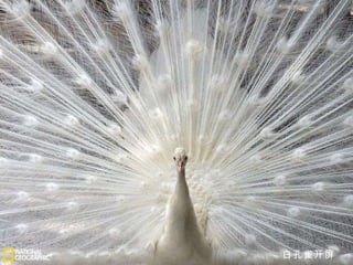 白孔雀开屏 