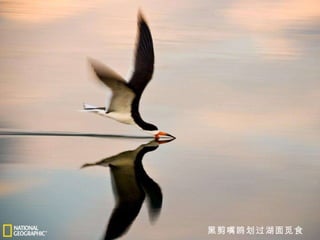黑剪嘴鸥划过湖面觅食 
