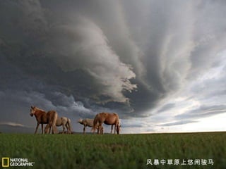 风暴中草原上悠闲骏马 