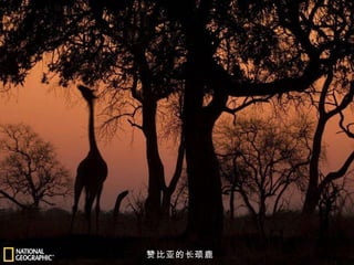 赞比亚的长颈鹿 