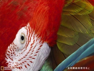 金刚鹦鹉梳理羽毛 ( 