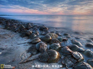鲎成群结队涌上海岸交配 