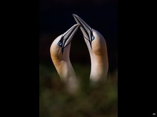 46 
 