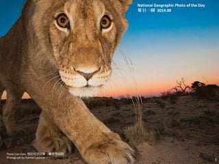 National Geographic Photo of the Day 
每日一圖 2014.08 
Those Lion Eyes 喀拉哈里之獅：瞧那雙眼睛 
Photograph by Hannes Lochner 1 
 