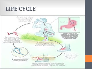 LIFE CYCLE
 