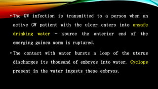 • The GW infection is transmitted to a person when an
active GW patient with the ulcer enters into unsafe
drinking water - source the anterior end of the
emerging guinea worm is ruptured.
• The contact with water bursts a loop of the uterus
discharges its thousand of embryos into water. Cyclops
present in the water ingests these embryos.
 