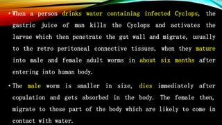 • When a person drinks water containing infected Cyclops, the
gastric juice of man kills the Cyclops and activates the
larvae which then penetrate the gut wall and migrate, usually
to the retro peritoneal connective tissues, when they mature
into male and female adult worms in about six months after
entering into human body.
• The male worm is smaller in size, dies immediately after
copulation and gets absorbed in the body. The female then,
migrate to those part of the body which are likely to come in
contact with water.
 