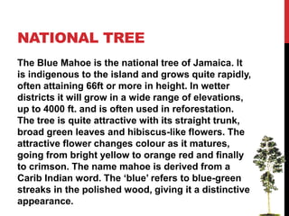 Jamaican National Tree