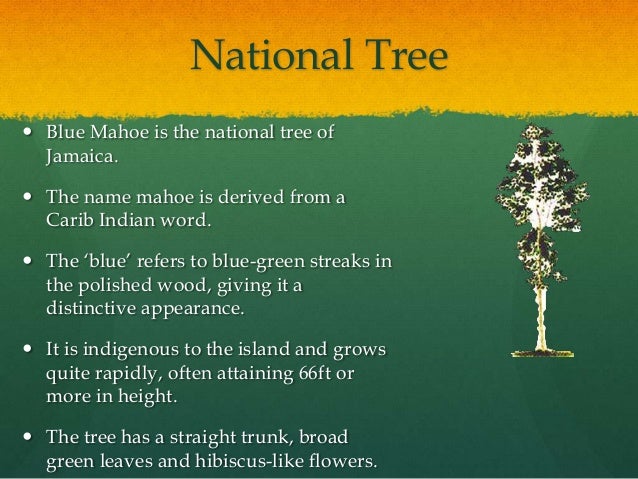 life of flower the symbol meaning Jamaica and Heroes of National Symbols life of flower the symbol meaning Jamaica and Heroes of National Symbols