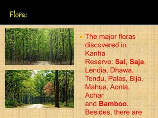  The major floras
discovered in
Kanha
Reserve: Sal, Saja,
Lendia, Dhawa,
Tendu, Palas, Bija,
Mahua, Aonla,
Achar
and Bamb...
