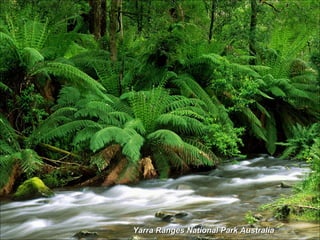 Yarra Ranges National Park Australia 