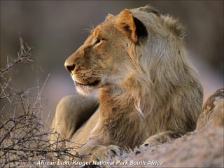 African Lion, Kruger National Park South Africa 