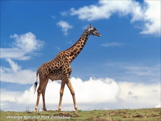 Hwange National Park Zimbabwe 
