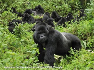Mountain Gorillas Volcanoes National Park Rwanda 