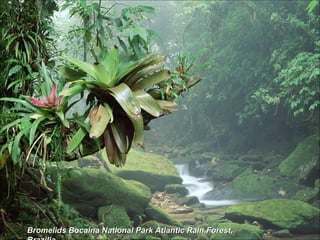 Bromelids Bocaina National Park Atlantic Rain Forest, Brazilia 