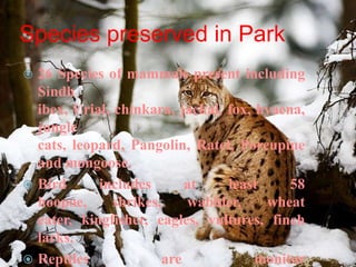 Species preserved in Park
26 Species of mammals present including
Sindh
ibex, Urial, chinkara, jackal, fox, hyaena,
jungle
cats, leopard, Pangolin, Ratel, Porcupine
and mongoose.
 Bird
includes
at
least
58
hoopoe,
shrikes,
wabbler,
wheat
eater, kingfisher, eagles, vultures, finch
larks.
 Reptiles
are
monitor


 