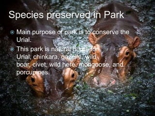 Species preserved in Park
Main purpose of park is to conserve the
Urial.
 This park is natural home for
Urial, chinkara, gazelle, wild
boar, civet, wild here, mongoose, and
porcupines.


 