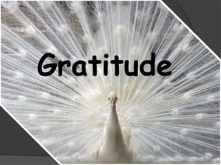 Gratitude

 