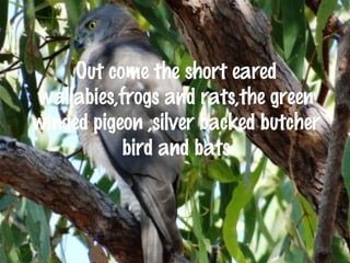 Out come the short eared 
wallabies,frogs and rats,the green 
winged pigeon ,silver backed butcher 
bird and bats 
 