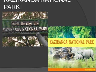 KAZIRANGA NATIONAL
PARK
 