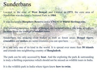 Sunderbans
Located in the state of West Bengal, and Created in 1973, the core area of
Sunderban was declared a National Park in 1984.
It was declared a Biosphere Reserve and a UNESCO World Heritage site.
The splendid mangrove forests of Bengal, are included within this area, which got
its name from the throngs of sundari trees.
Sunderbans has amazing river bodies as well as forest areas. Bengal tigers,
crocodiles and snakes are some creatures you can spot here.
It is one only one of its kind in the world. It is spread over more than 50 islands
and extends into neighboring country of Bangladesh.
The park can be only accessed by boat. And the exploring the park & surrounding
is truly a thrilling experience which should not be missed on wildlife tours in India.
It is the wildlife park in India where tigers know how to swim.
 