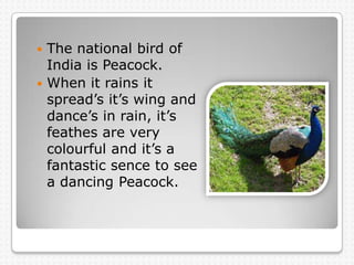  The national bird of
  India is Peacock.
 When it rains it
  spread’s it’s wing and
  dance’s in rain, it’s
  feathes a...
