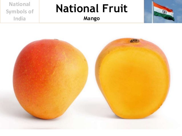 india symbol national mango of fruit 18 of national national symbols india national mango fruit india symbol national mango of fruit 18 of national national symbols india national mango fruit