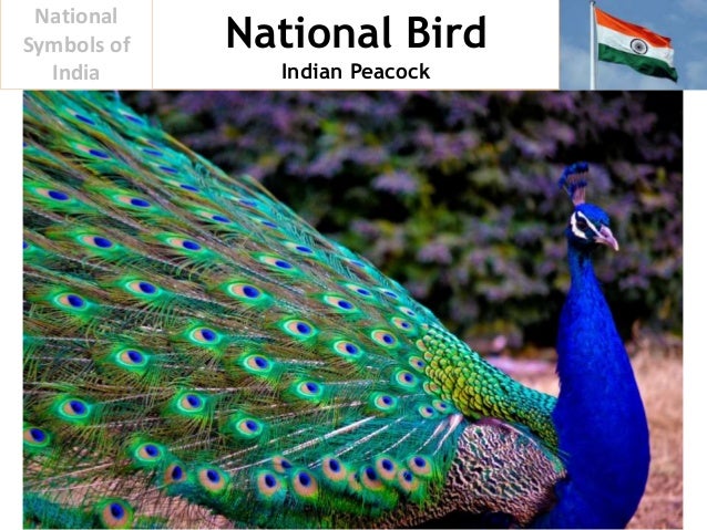 bird india national of symbol bird national of peacock national symbols 20 india national indian bird india national of symbol bird national of peacock national symbols 20 india national indian