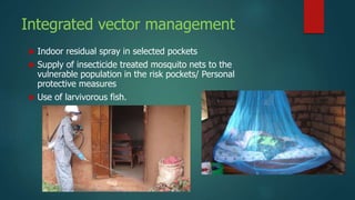 Integrated vector management
 Indoor residual spray in selected pockets
 Supply of insecticide treated mosquito nets to the
vulnerable population in the risk pockets/ Personal
protective measures
 Use of larvivorous fish.
 